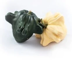 Sierkalebas (Cucurbita 'Yougoslavian Fingers') D 15 Cm