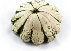 Pompoen (Cucurbita 'Patisson') Groen Wit D 12,5 Cm