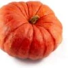 Pompoen (Cucurbita 'Rode Van Etampes') D 25 Cm -Tuin Planten Winkel 8720196502042 0