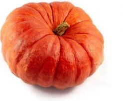 Pompoen (Cucurbita 'Rode Van Etampes') D 25 Cm