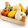 Houtenkistje Met Kalebassen (Cucurbita) 2 Houtenkistje Met Kalebassen (Cucurbita) -Tuin Planten Winkel 8720196502059 0