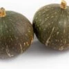 Pompoen (Cucurbita 'Groen/blauwe Hokkaido') D 15 Cm -Tuin Planten Winkel 8720196502158 0