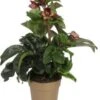 Kerstroos (Helleborus (HGC) 'Ice N' Roses® Early Red') D 15 H 50 Cm 2 Kerstroos (Helleborus (HGC) 'Ice N' Roses® Early Red') D 15 H 50 Cm -Tuin Planten Winkel 8720196540341