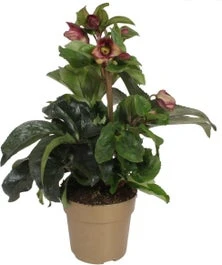 Kerstroos (Helleborus (HGC) 'Ice N' Roses® Early Red') D 15 H 50 Cm 3 Kerstroos (Helleborus (HGC) 'Ice N' Roses® Early Red') D 15 H 50 Cm