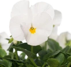 Hoornviooltje In Schaal (Viola Cornuta In Schaal) Wit D 23 H 25 Cm -Tuin Planten Winkel 8720196542383 2