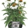 Zonnehoed (Echinacea Purpurea 'SunSeekers White') D 17 H 45 Cm