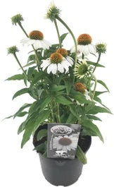 Zonnehoed (Echinacea Purpurea 'SunSeekers White') D 17 H 45 Cm