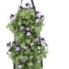 Wandhanger Met Hoornviool (Viola Cornuta 'Jump Up') 50 X 20 Cm -Tuin Planten Winkel 8720196543434 1