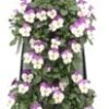 Wandhanger Met Hoornviool (Viola Cornuta 'Persian Wing') 50 X 20 Cm -Tuin Planten Winkel 8720196543496