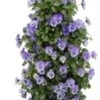Wandhanger Met Hoornviool (Viola Cornuta 'Sky Blue Martin') 50 X 20 Cm -Tuin Planten Winkel 8720196543557