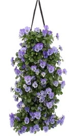 Wandhanger Met Hoornviool (Viola Cornuta 'Sky Blue Martin') 50 X 20 Cm