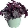 Purperklokje (Heuchera 'Timeless Night') D 17 H 25 Cm -Tuin Planten Winkel 8720196548392