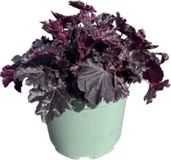 Purperklokje (Heuchera 'Timeless Night') D 17 H 25 Cm