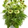 Zonnehoed (Echinacea Purpurea 'SunSeekers Apple Green') D 17 H 45 Cm -Tuin Planten Winkel 8720196548408