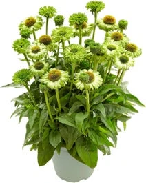 Zonnehoed (Echinacea Purpurea 'SunSeekers Apple Green') D 17 H 45 Cm