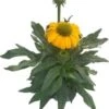 Zonnehoed (Echinacea Purpurea 'SunSeekers Yellow') D 17 H 30 Cm -Tuin Planten Winkel 8720196548866