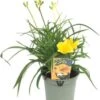 Daglelie (Hemerocallis 'Stella D'Oro') D 17 H 40 Cm -Tuin Planten Winkel 8720196548958