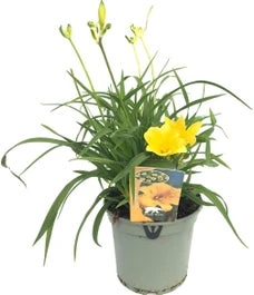 Daglelie (Hemerocallis 'Stella D'Oro') D 17 H 40 Cm