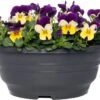 Hoornviooltje In Schaal (Viola Cornuta In Schaal) Carnaval D 23 H 25 Cm -Tuin Planten Winkel 8720196549993