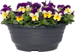 Hoornviooltje In Schaal (Viola Cornuta In Schaal) Carnaval D 23 H 25 Cm -Tuin Planten Winkel 8720196549993 1 1