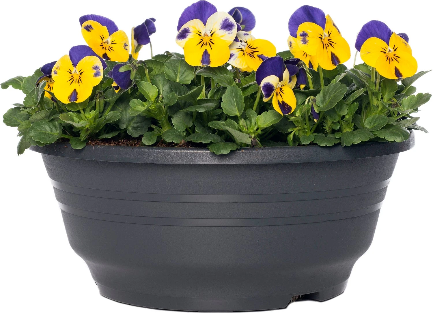 Hoornviooltje In Schaal (Viola Cornuta In Schaal) Blauw Geel D 23 H 25 Cm 4 Hoornviooltje In Schaal (Viola Cornuta In Schaal) Blauw Geel D 23 H 25 Cm - Afbeelding 2