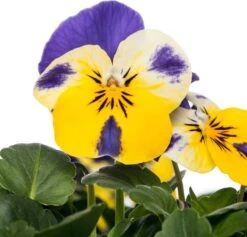 Hoornviooltje In Schaal (Viola Cornuta In Schaal) Blauw Geel D 23 H 25 Cm 7 Hoornviooltje In Schaal (Viola Cornuta In Schaal) Blauw Geel D 23 H 25 Cm -Tuin Planten Winkel 8720196550005 2