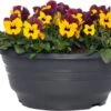 Hoornviooltje In Schaal (Viola Cornuta In Schaal) Paars Geel D 23 H 25 Cm -Tuin Planten Winkel 8720196550036