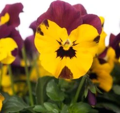 Hoornviooltje In Schaal (Viola Cornuta In Schaal) Paars Geel D 23 H 25 Cm -Tuin Planten Winkel 8720196550036 2