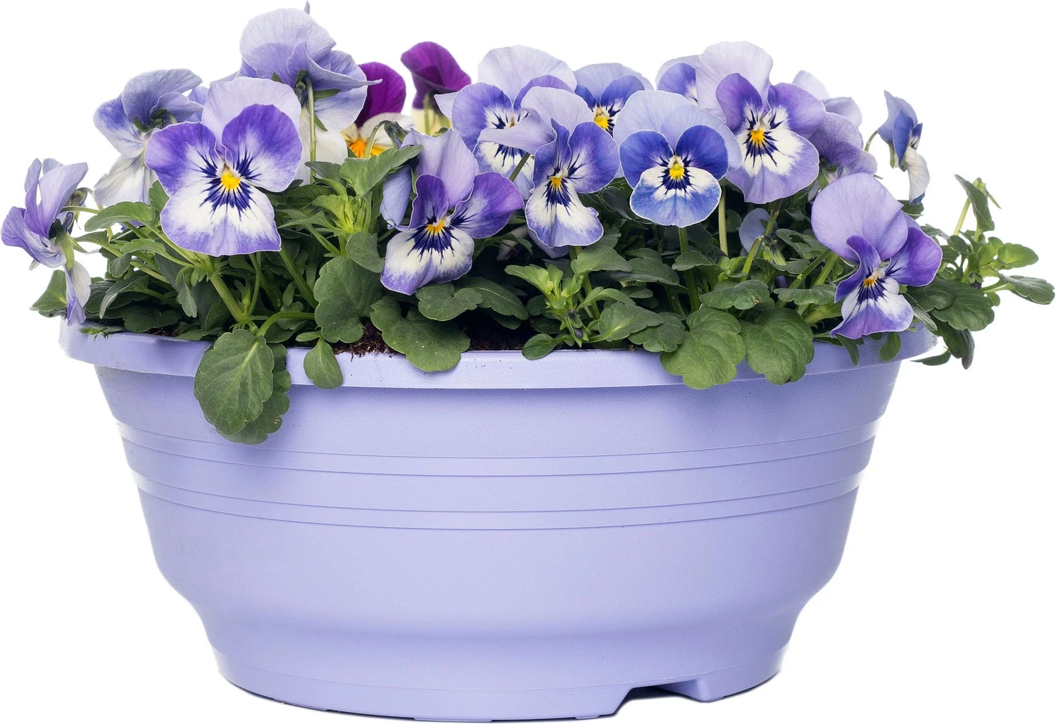 Hoornviooltje In Schaal (Viola Cornuta In Schaal) Licht Blauw D 23 H 25 Cm 3 Hoornviooltje In Schaal (Viola Cornuta In Schaal) Licht Blauw D 23 H 25 Cm