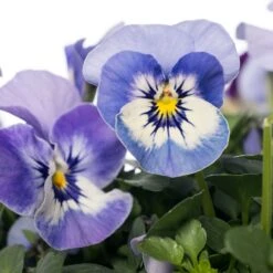 Hoornviooltje In Schaal (Viola Cornuta In Schaal) Licht Blauw D 23 H 25 Cm 5 Hoornviooltje In Schaal (Viola Cornuta In Schaal) Licht Blauw D 23 H 25 Cm -Tuin Planten Winkel 8720196550043 2