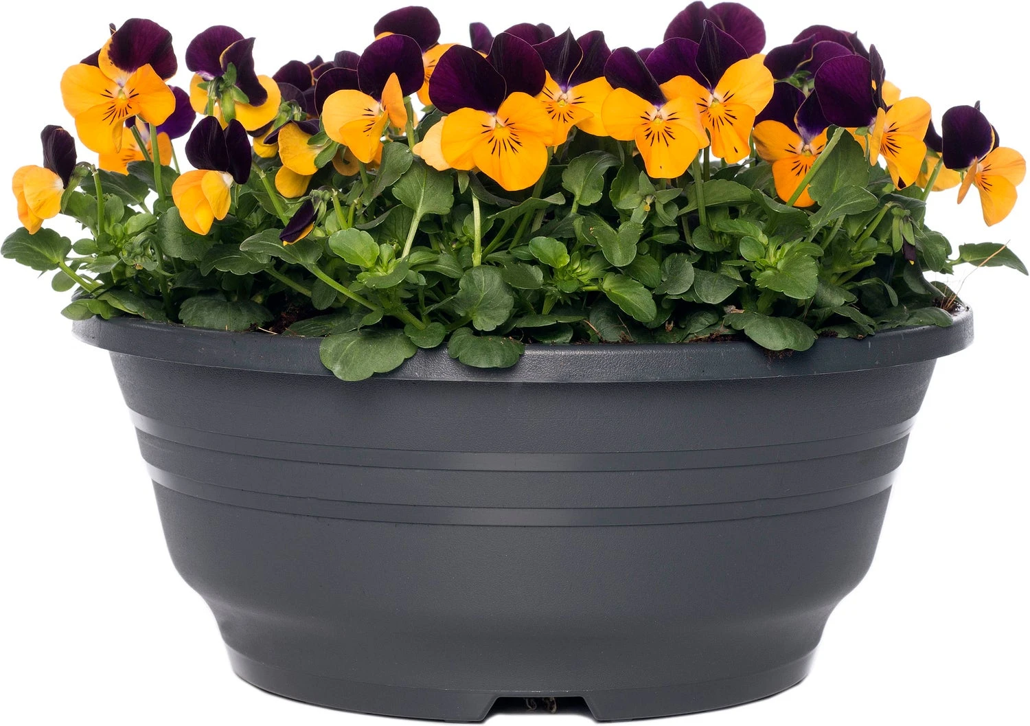 Hoornviooltje In Schaal (Viola Cornuta In Schaal) Oranje Paars D 23 H 25 Cm 3 Hoornviooltje In Schaal (Viola Cornuta In Schaal) Oranje Paars D 23 H 25 Cm