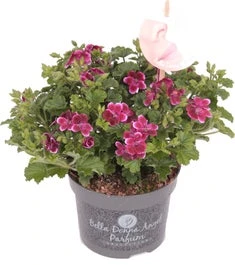 Franse Geranium (Pelargonium Grandiflorum 'Angel Parfum Jet') D 12 H 28 Cm