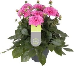 Dahlia (Dahlia 'Dalina Maxi Cadena') Roze D 23 H 50 Cm