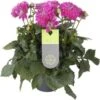 Dahlia (Dahlia 'Dalina Maxi Castillo') Paars D 23 H 50 Cm 2 Dahlia (Dahlia 'Dalina Maxi Castillo') Paars D 23 H 50 Cm -Tuin Planten Winkel 8720196552962