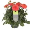 Dahlia (Dahlia 'Dalina Maxi Emilio') Oranje D 23 H 50 Cm -Tuin Planten Winkel 8720196552979