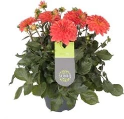 Dahlia (Dahlia 'Dalina Maxi Emilio') Oranje D 23 H 50 Cm