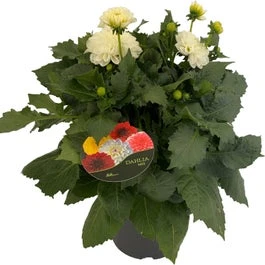 Dahlia (Dahlia 'Dalina Maxi Lopez') Wit D 23 H 50 Cm 3 Dahlia (Dahlia 'Dalina Maxi Lopez') Wit D 23 H 50 Cm