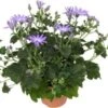 Kruiskruid (Senecio 'Senetti Lavender') D 15 H 38 Cm -Tuin Planten Winkel 8720196554966
