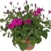 Kruiskruid (Senecio 'Senetti Magenta') D 15 H 38 Cm -Tuin Planten Winkel 8720196555024