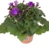 Kruiskruid (Senecio 'Senetti Violet') D 15 H 30 Cm -Tuin Planten Winkel 8720196555031