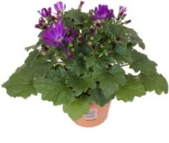 Kruiskruid (Senecio 'Senetti Violet') D 15 H 30 Cm