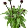 Zonnehoed (Echinacea Purpurea 'SunSeekers Magenta') D 17 H 45 Cm -Tuin Planten Winkel 8720196557127