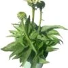 Zonnehoed (Echinacea Purpurea 'SunSeekers White') D 17 H 30 Cm -Tuin Planten Winkel 8720196557165