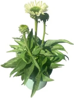 Zonnehoed (Echinacea Purpurea 'SunSeekers White') D 17 H 30 Cm