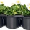 Madeliefje (Bellis Perennis 'Bella Daisy White') Sixpack D 9 H 12 Cm 1 Madeliefje (Bellis Perennis 'Bella Daisy White') Sixpack D 9 H 12 Cm -Tuin Planten Winkel 8720196562046