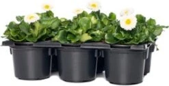 Madeliefje (Bellis Perennis 'Bella Daisy White') Sixpack D 9 H 12 Cm
