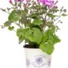 Kruiskruid (Senecio 'Senetti Magenta Bicolor') D 15 H 38 Cm -Tuin Planten Winkel 8720196562299 0