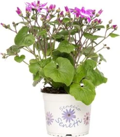 Kruiskruid (Senecio 'Senetti Magenta Bicolor') D 15 H 38 Cm