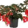 Begonia (Begonia Boliviensis Dreams Red) D 12 H 20 Cm -Tuin Planten Winkel 8720196571673
