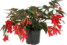 Begonia (Begonia Boliviensis Dreams Red) D 12 H 20 Cm 3 Begonia (Begonia Boliviensis Dreams Red) D 12 H 20 Cm